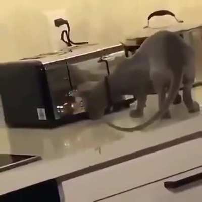 What the toast?