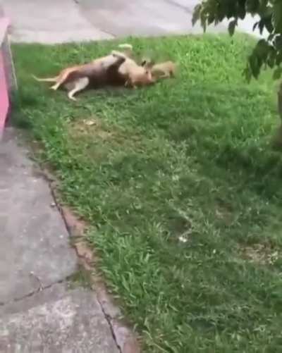 When you're small you've got to have some tricks up your sleeve