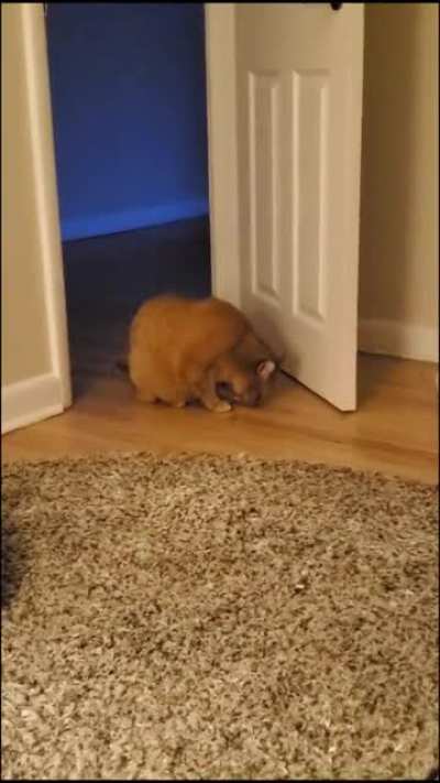 Meow_irl