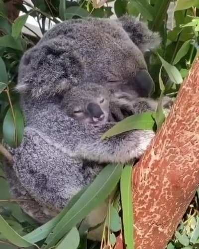 ? Koala mom and the baby