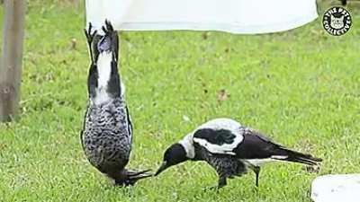 The Goofiest bird