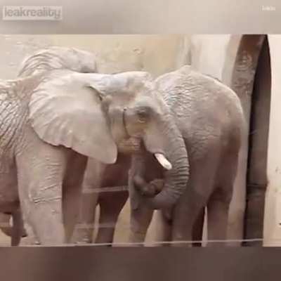 Elephant eating Elephant dung