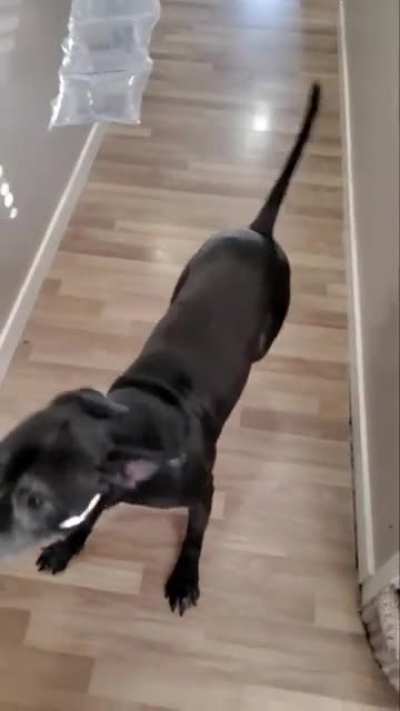 Doggo vs. Bubble packaging