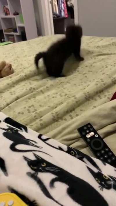 Pepper is spooked by feet under the sheet