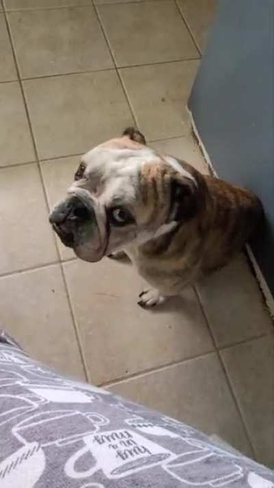 Chester toots. ?