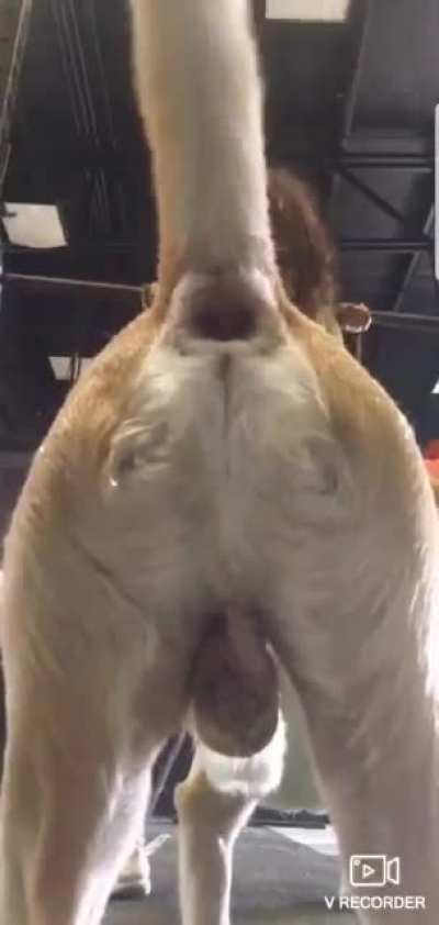 Girl doing squats