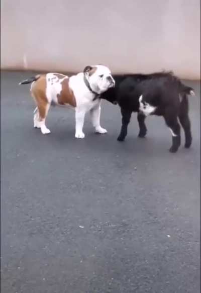"No, you're supposed to run away in pain. i just headbutted you"