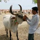 A cow comes to her caretaker's rescue after it sees him in danger!