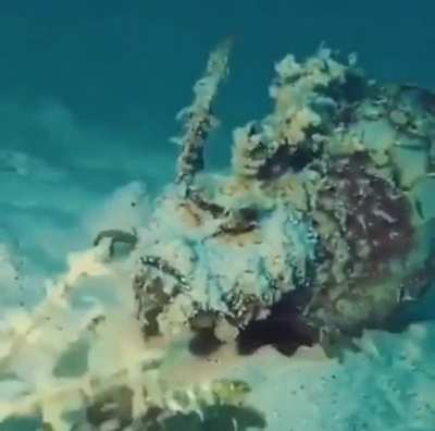 ? Devil Scorpionfish