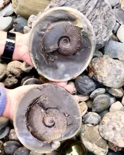 ? This fossil was formed in the dark murky depths of the Jurassic sea 185 million years ago. Found in Yorkshire, England