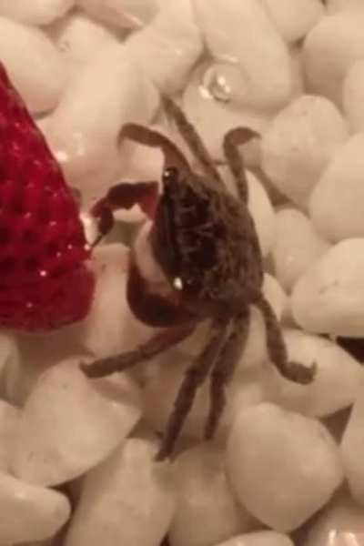 ? A tiny crab eating a strawberry