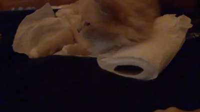 It's his paper towel now.