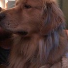 Head scritches=Instant golden smiles