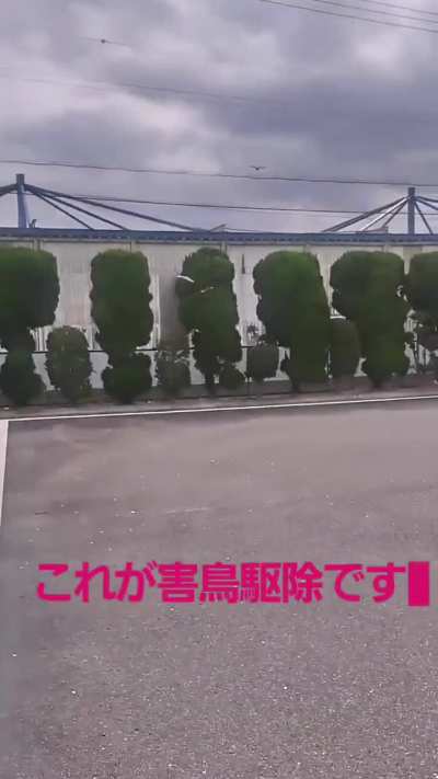 Years long ongoing feud between Japanese community and crows results in enlisting professional pest control hawks to safeguard against damage to electrical infrastructure