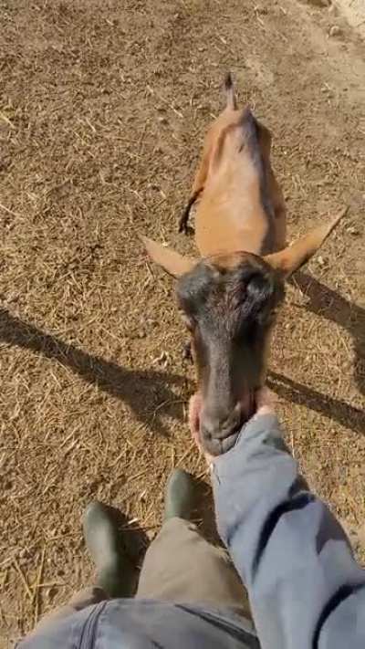 Pet me human!