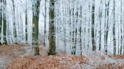 ? The frosted Jura Crest Trail near Baden, Switzerland looks right out of a fairy tale