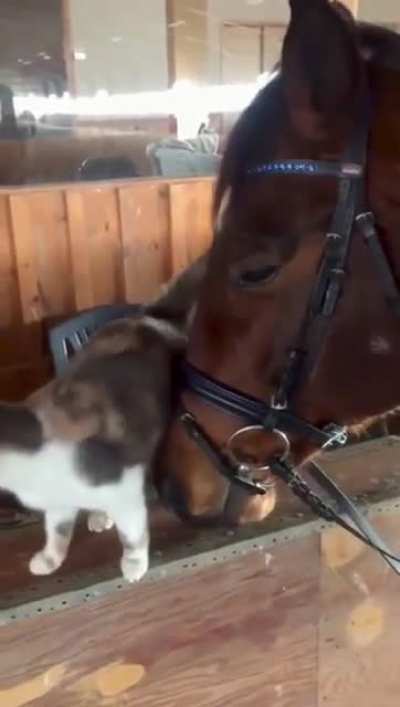 Barn buddies