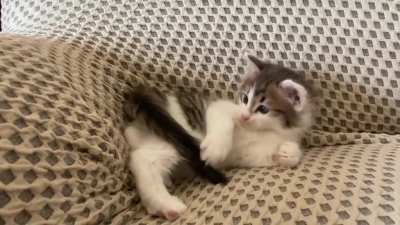 Violent criminal attacks innocent tail.