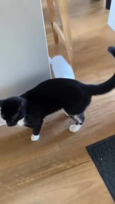 Cat adopts stray kitten ?