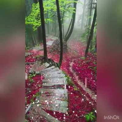 Such beauty
