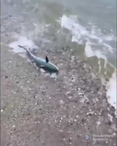 Be free little fish