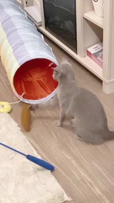 Her first time with catnip ?❤️