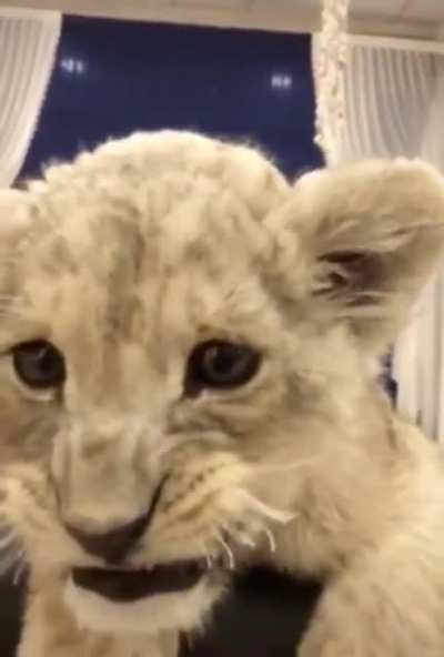 lion cub??