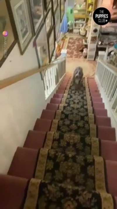 Smoke showing the proper way to go down the stairs ?❤️