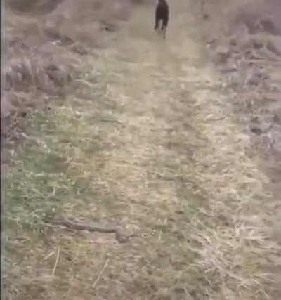 There's a snake on the path