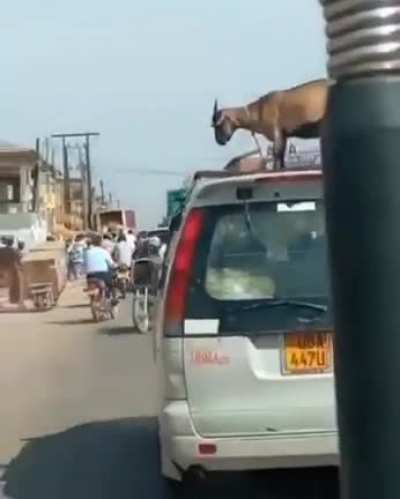 Someone: how are you going to transport that goat? Them: I'm 4 parallel universes ahead of you. Just watch