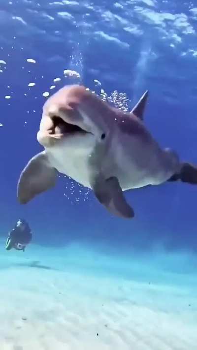 ? Craziest Dolphin