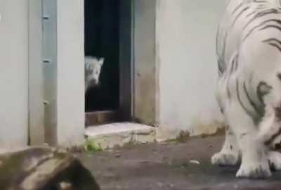 Tiger cub ? sneaks up on his mom