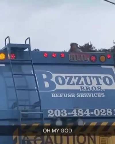 Raccoon just living in the moment, going for a joy ride, not a care in the world.