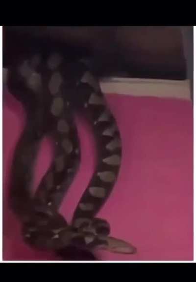 Catching a snake