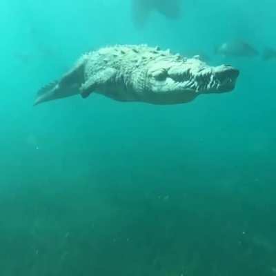 ? A Saltwater Crocodile cruises along the Depths of the Ocean