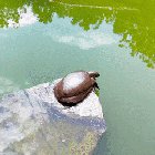 ? Turtle enjoying a nice morning stretch ?