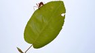 ? leafcutter ants doing their thing ?