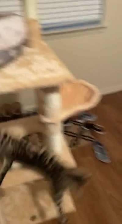 I can’t believe I got this on video ??? no cats were harmed in the making ❤️
