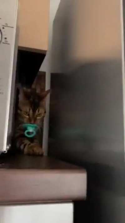 This cat really loves its pacifier ?