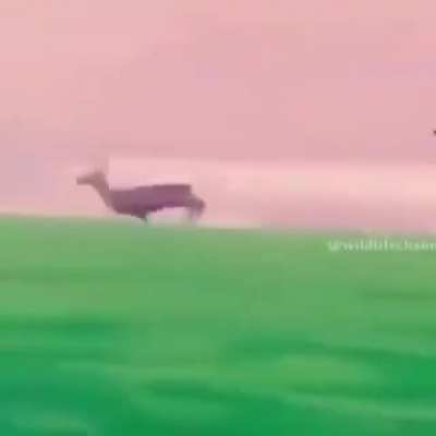 Catching a Deer with an Eagle!