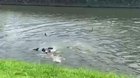 ? A handful of Otters started appearing in Singapore's waters couple years back. Today there are Otter gang wars