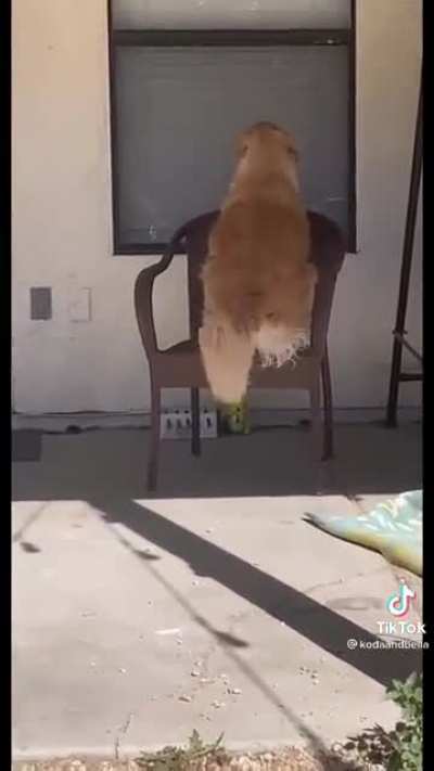 Dogs and wobbly chairs