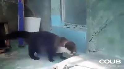 This otter clearly enjoying the Halftime Show