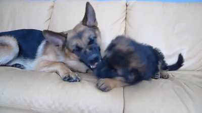 Playing bites