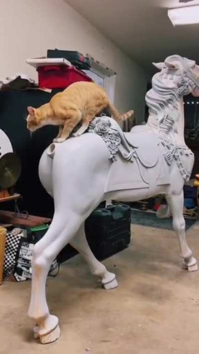 That just ain't right, kitty