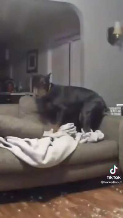 Doggos broken jump