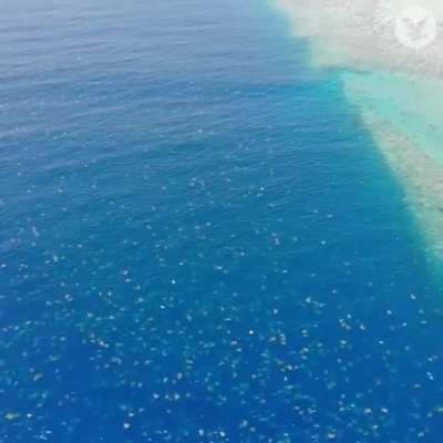 ? A drone recorded around 64,000 awkward green sea turtles near the Great Barrier Reef ?