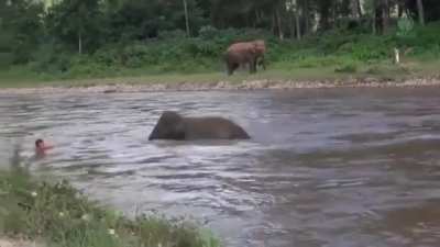 Baby elephant thought he was drowning ??....