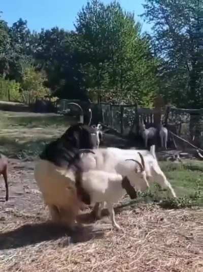 "NO, SHE'S MINE!!" The Goat.