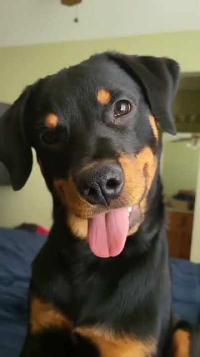 Take a break from scrolling and pat me ?